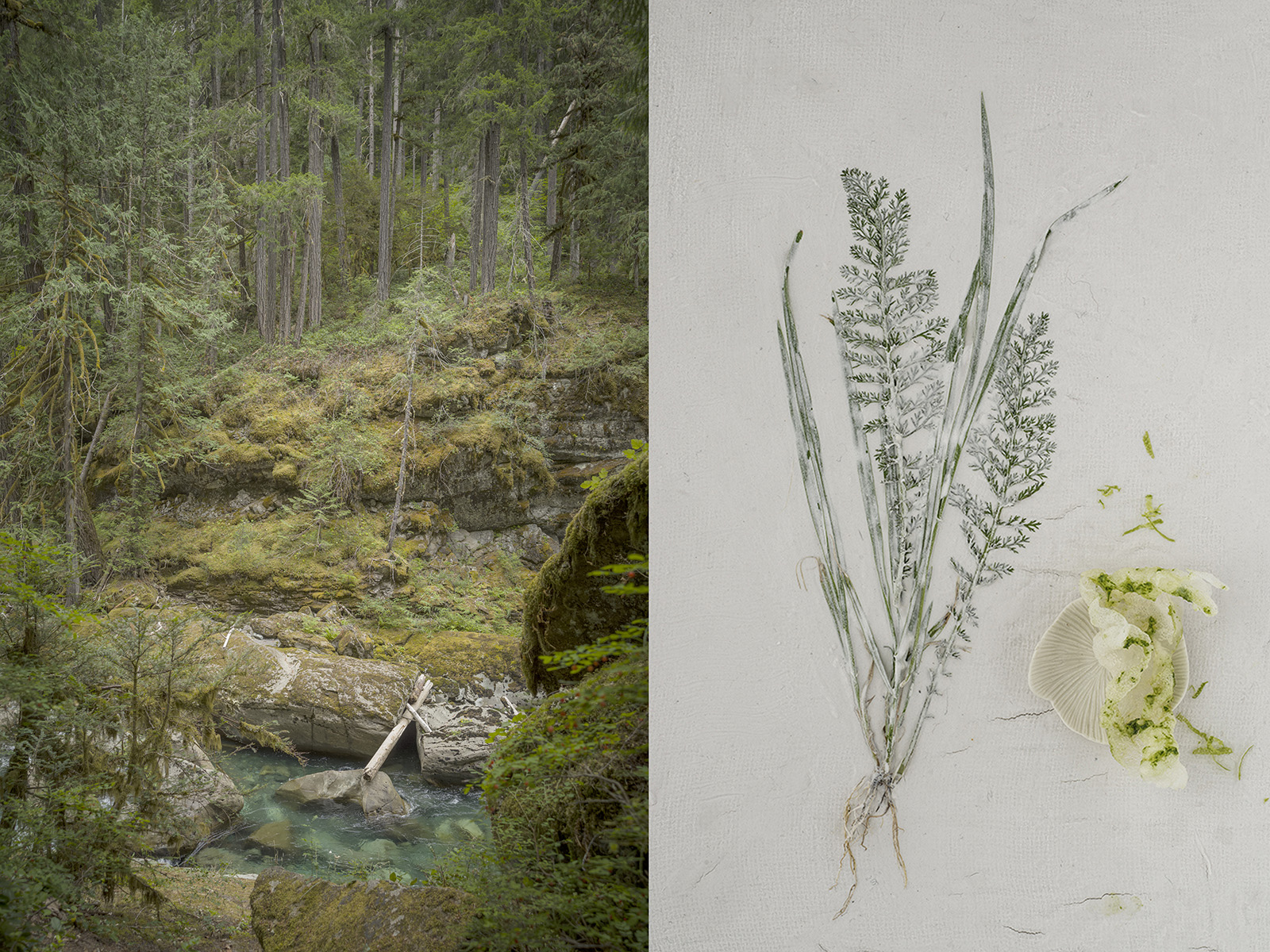 Studio Mixture, fabrique expérimentale d’images culinaires à Nantes : organic élégance, arbre