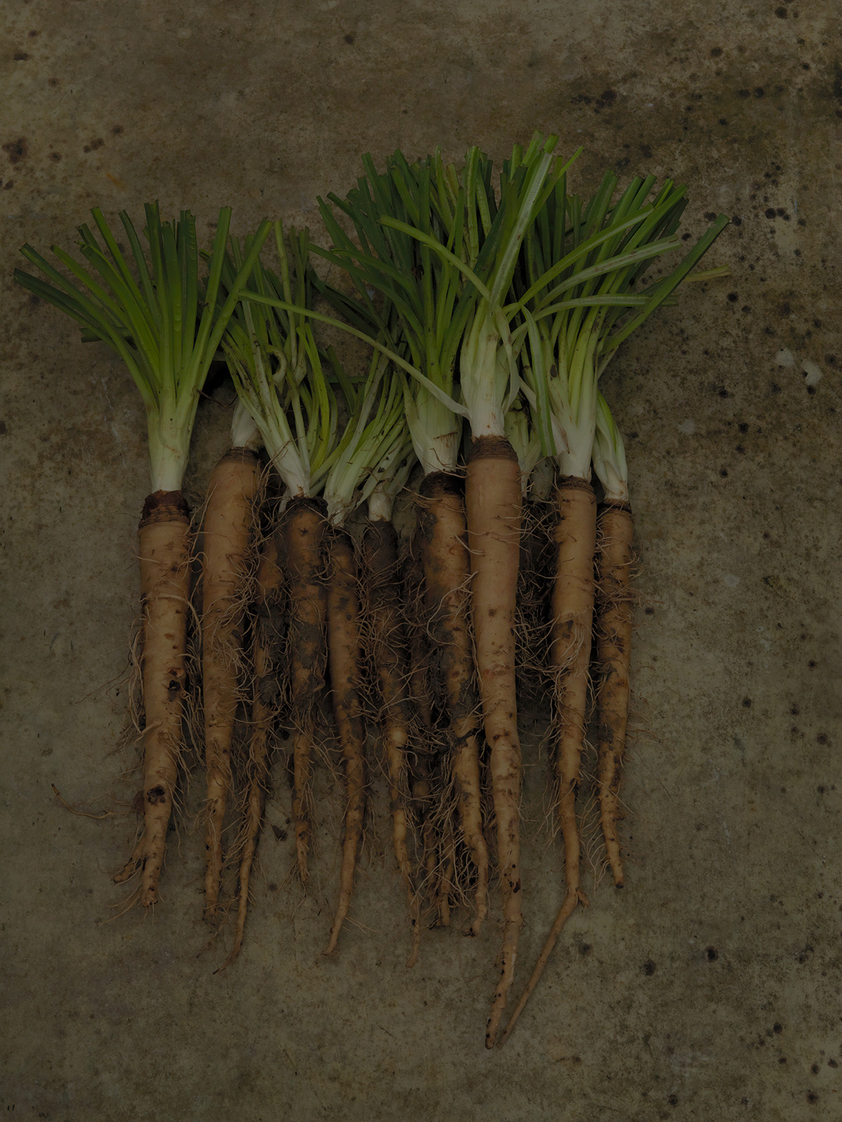 Studio Mixture, fabrique expérimentale d’images culinaires à Nantes : salsifis (3)