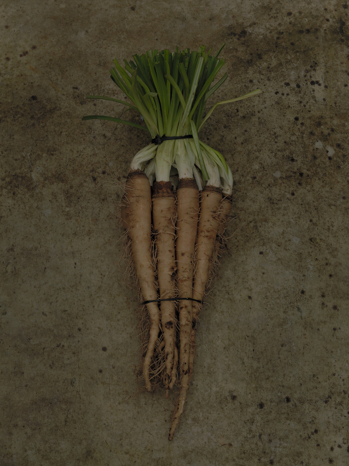 Studio Mixture, fabrique expérimentale d’images culinaires à Nantes : salsifis (2)